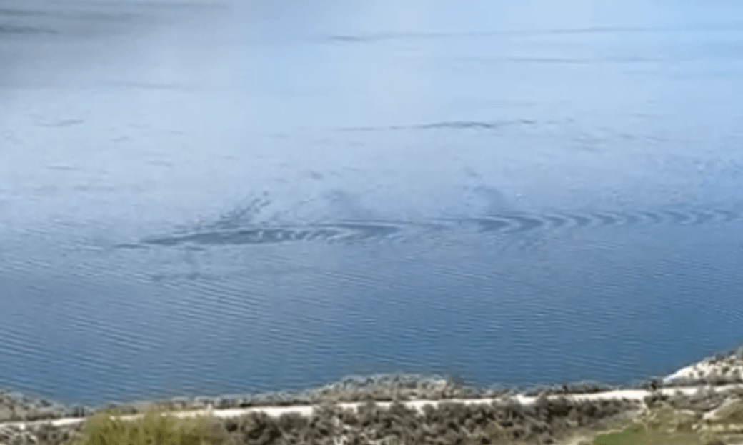 Ogopogo纪录片聚焦于神话中的公元前湖生物