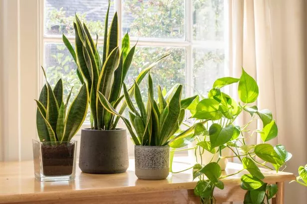 室内植物警告:急需清洁的4种植物
